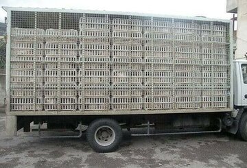 توقیف کامیون‌های حامل مرغ قاچاق در بیرجند
