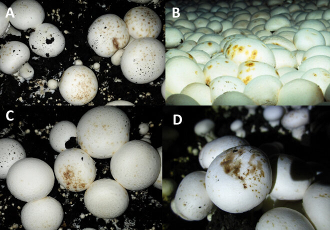 پژوهشگران دانشگاه تهران باکتریهای مضر برای قارچ خوراکی را شناسایی کردند