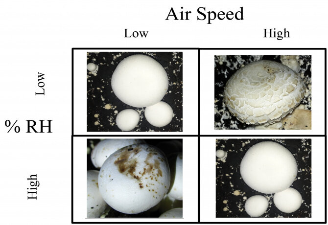 پژوهشگران دانشگاه تهران باکتریهای مضر برای قارچ خوراکی را شناسایی کردند