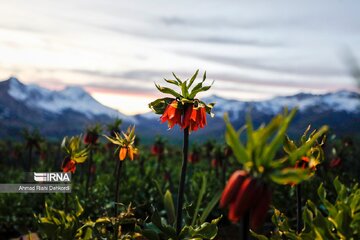 La plaine des Tulipes renversées de Koohrang ; endroit de premier ordre pour les touristes dans les zones montagneuses de Zagros