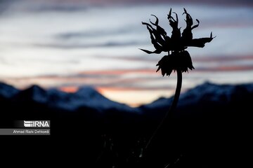 La plaine des Tulipes renversées de Koohrang ; endroit de premier ordre pour les touristes dans les zones montagneuses de Zagros