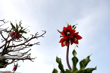 La plaine des Tulipes renversées de Koohrang ; endroit de premier ordre pour les touristes dans les zones montagneuses de Zagros