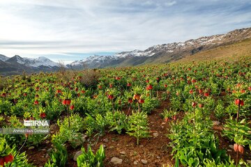 La plaine des Tulipes renversées de Koohrang ; endroit de premier ordre pour les touristes dans les zones montagneuses de Zagros