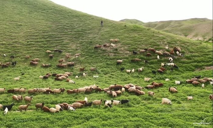 ثروت پنهان زاگرس؛ شناسایی ۲۵۰ گونه انحصاری گیاهی در لرستان