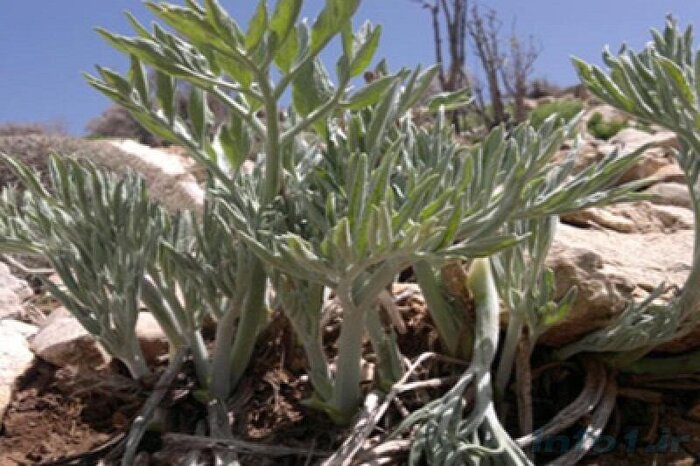 بوته کنی بی رحمانه گیاهان خوراکی تهدید جدی زیست محیطی در کهگیلویه و بویراحمد