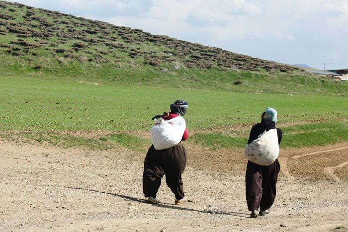 سخاوتمندی بهار در بازار گیاهان خوراکی مهاباد + فیلم