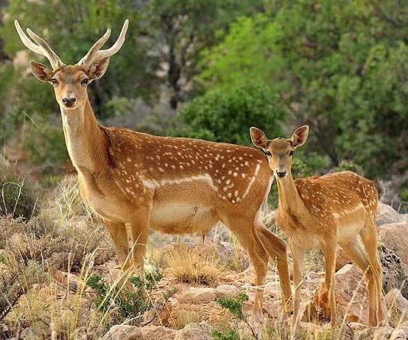 نخستین گوزن زرد ایرانی در دامنههای یافته کوه خرمآباد متولد شد - ایرنا