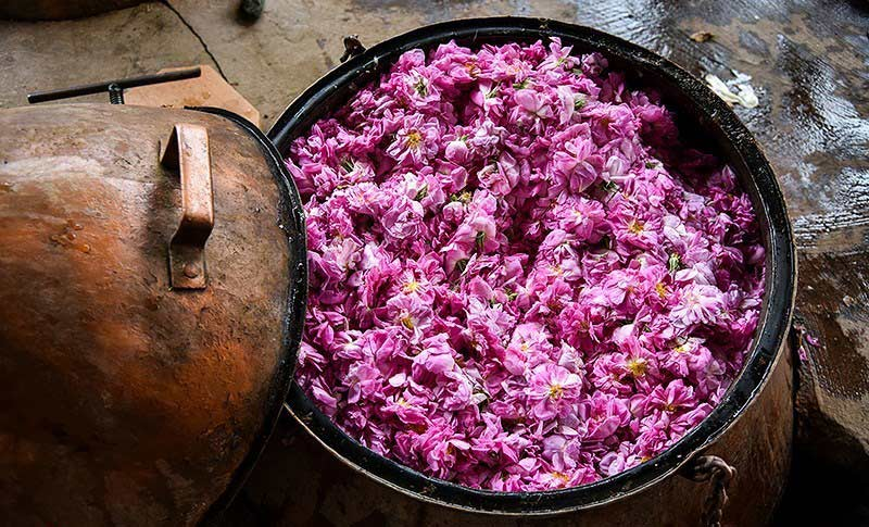 مراسم گلاب گیری کاشان را کی و کجا ببینیم؟