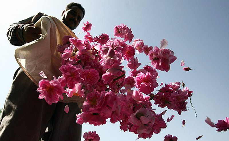 مراسم گلاب گیری کاشان را کی و کجا ببینیم؟