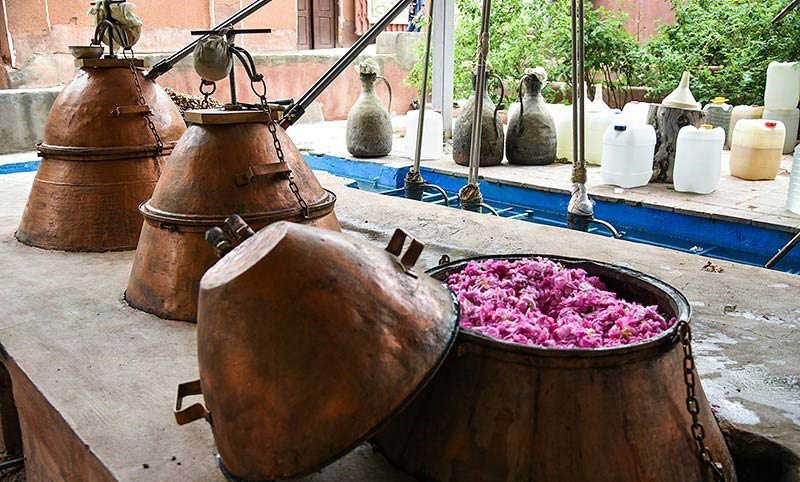 مراسم گلاب گیری کاشان را کی و کجا ببینیم؟