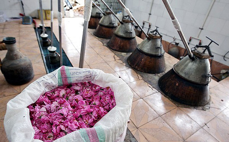 مراسم گلاب گیری کاشان را کی و کجا ببینیم؟