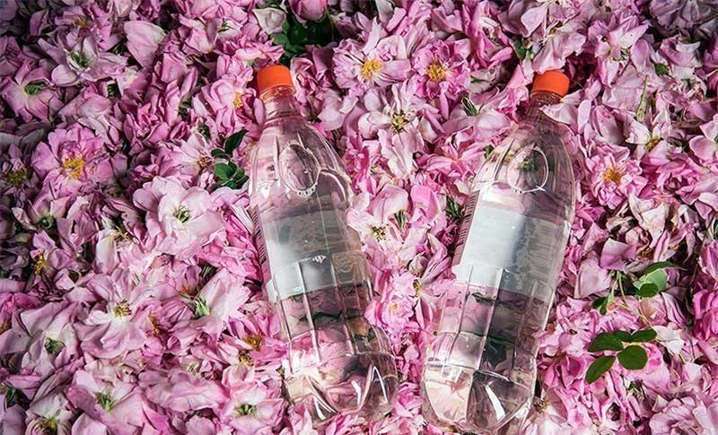 مراسم گلاب گیری کاشان را کی و کجا ببینیم؟