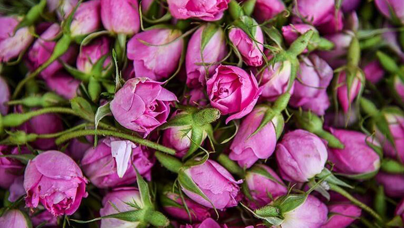 مراسم گلاب گیری کاشان را کی و کجا ببینیم؟