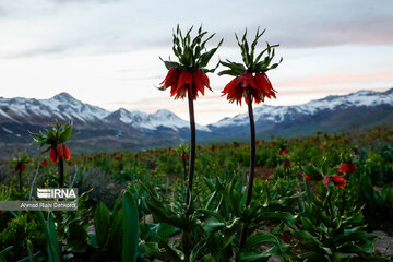 Plain of overturned tulips; tourist resort in southwest Iran