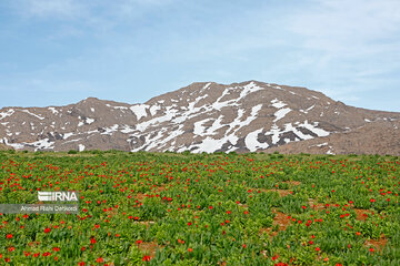 Plain of overturned tulips; tourist resort in southwest Iran