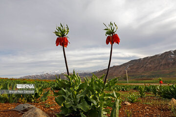 Plain of overturned tulips; tourist resort in southwest Iran