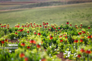 Plain of overturned tulips; tourist resort in southwest Iran