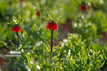 Plain of overturned tulips; tourist resort in southwest Iran