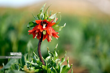 Plain of overturned tulips; tourist resort in southwest Iran