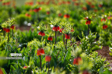 Plain of overturned tulips; tourist resort in southwest Iran