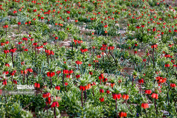 Plain of overturned tulips; tourist resort in southwest Iran