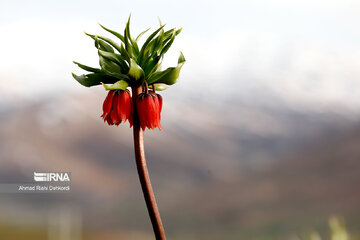 Plain of overturned tulips; tourist resort in southwest Iran