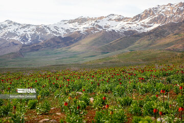 Plain of overturned tulips; tourist resort in southwest Iran