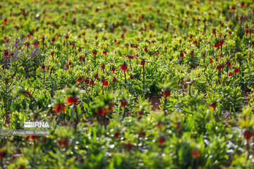 Plain of overturned tulips; tourist resort in southwest Iran