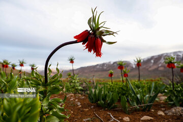 Plain of overturned tulips; tourist resort in southwest Iran