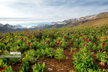 Plain of overturned tulips; tourist resort in southwest Iran