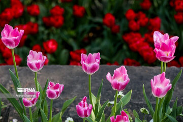 Les tulipes du jardin Irani de Téhéran sacrent le printemps 