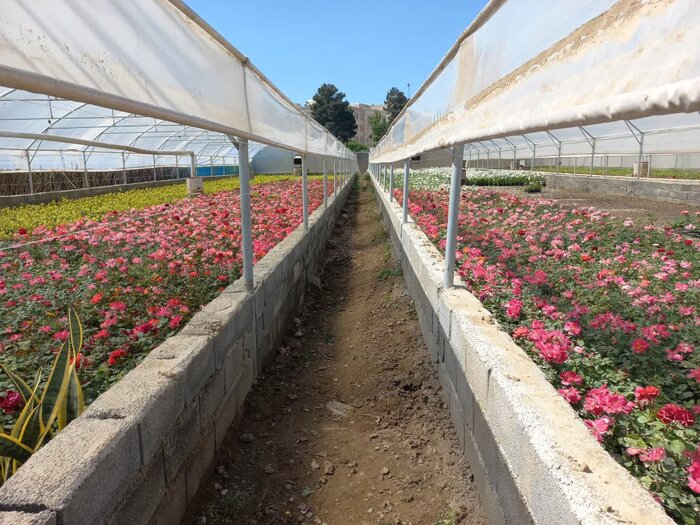 اشتغالزایی ۷۰ نفری در گلخانههای شهرداری شهرقدس