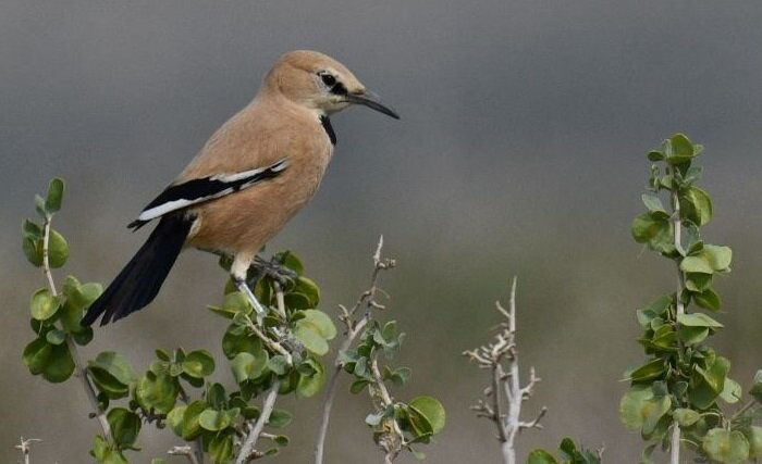 کشور، میزبان ۵۴۰ نوع پرنده؛ «زاغ بور» گونه منحصر به فرد ایران