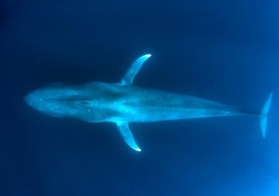 آواز نهنگ‌های آبی کوتوله در «لانینا» 