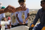 Iran's Sistan & Baluchestan reports twofold rise in shrimp harvesting, hunting