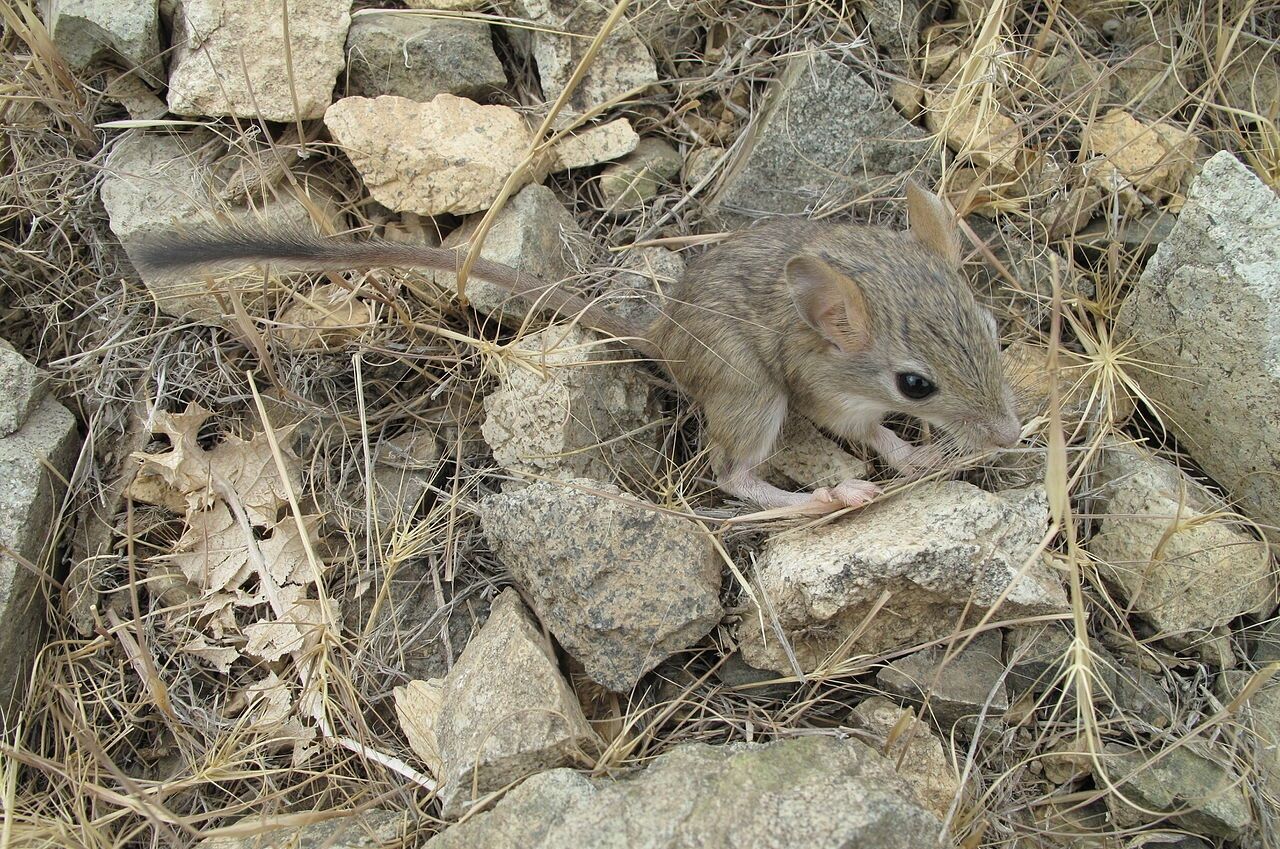 پستانداران کوچکی که ایران تنها خانه آن‌ها است
