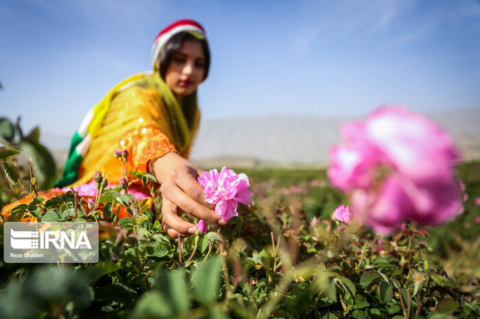 شهر گل و گلاب میمند؛ پر از ظرفیت تهی از امکانات