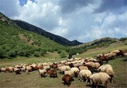 ممنوعیت چرای زودهنگام دام در مراتع غرب مازندران