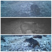 یک قلاده خرس قهوه‌ای ماده به همراه ۲ توله در لرستان مشاهده شد