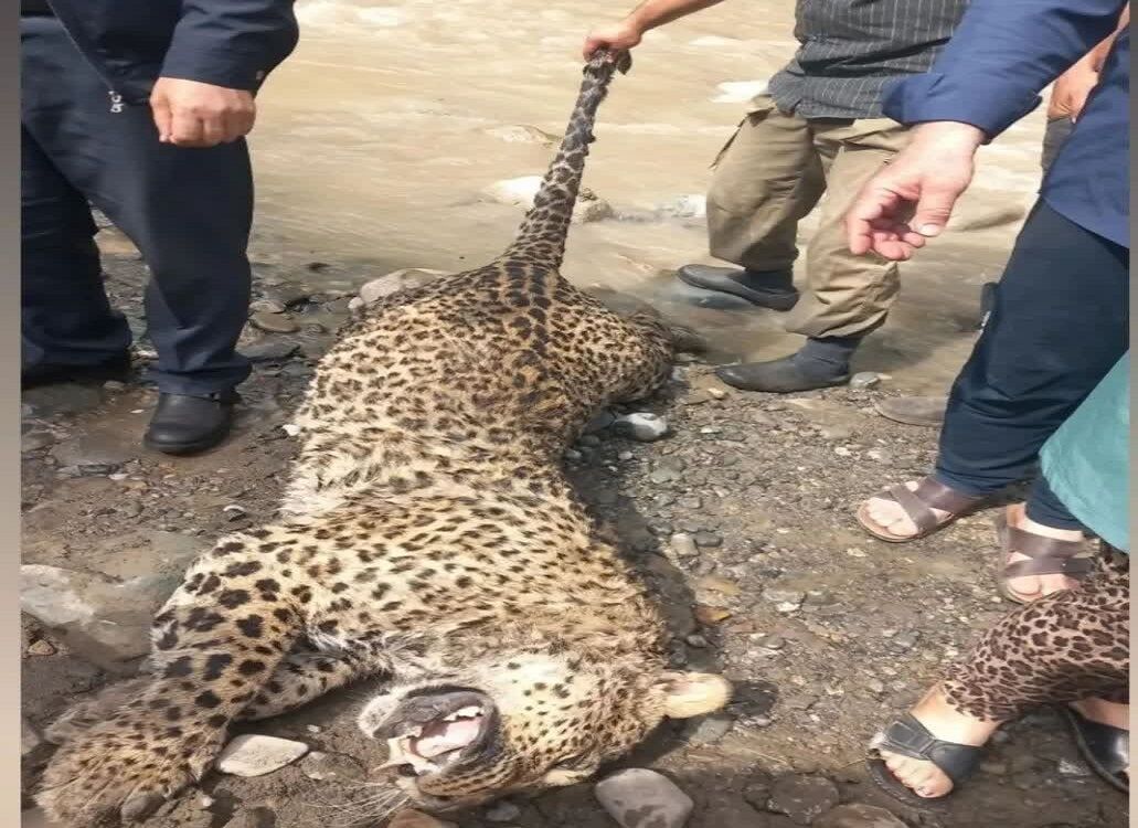 لاشه یک قلاده پلنگ در ارتفاعات سه هزار تنکابن پیدا شد