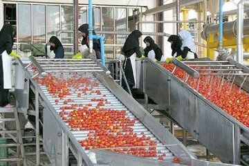جای خالی توسعه صنایع تبدیلی کشاورزی در زنجان