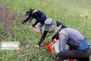 گیاهان دارویی در ۱۲۰ هکتار از اراضی ملی بروجرد کشت شد
