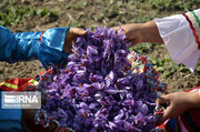 برگزاری دومین نمایشگاه بین‌المللی خشکبار، گیاهان دارویی و زعفران از روز دوشنبه