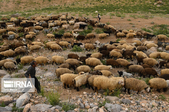 عشایر استان اردبیل سالانه ۶۰ هزار میلیارد ریال انواع فراورده دامی و لبنی تولید می‌کنند