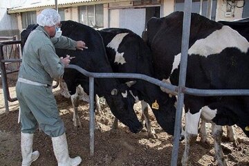 بیش از ۴۷۰۰ راس دام در زنجان مورد پایش بیماری تب مالت قرار گرفت