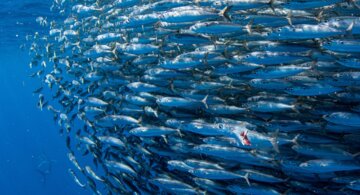 صید بیش از ۷۰ درصد ماهیان سطح زی ریز هرمزگان در قشم