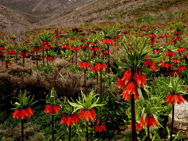 اردیبهشت کجا سفر کنیم؟