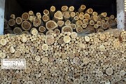 مجوز حمل ۲۵۰ تُن چوب به خارج از مهاباد صادر شد