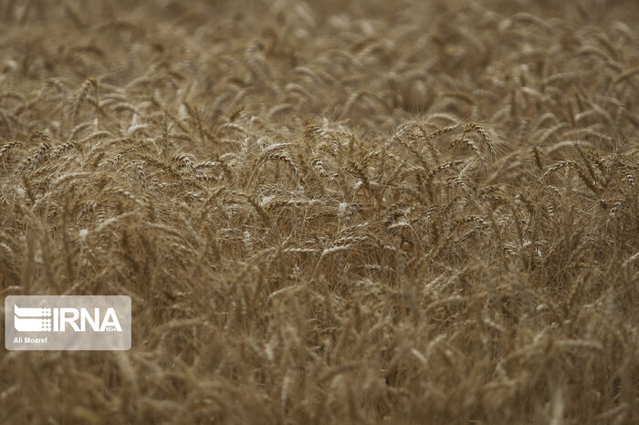 رشد خرید تضمینی گندم در قزوین با وجود کاهش بی سابقه بارندگی‌ها