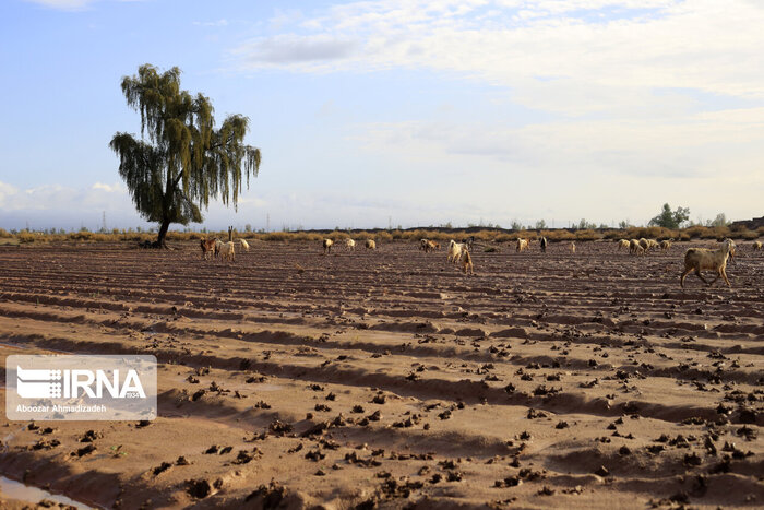تهدید خشکسالی بر امنیت غذایی مازندران